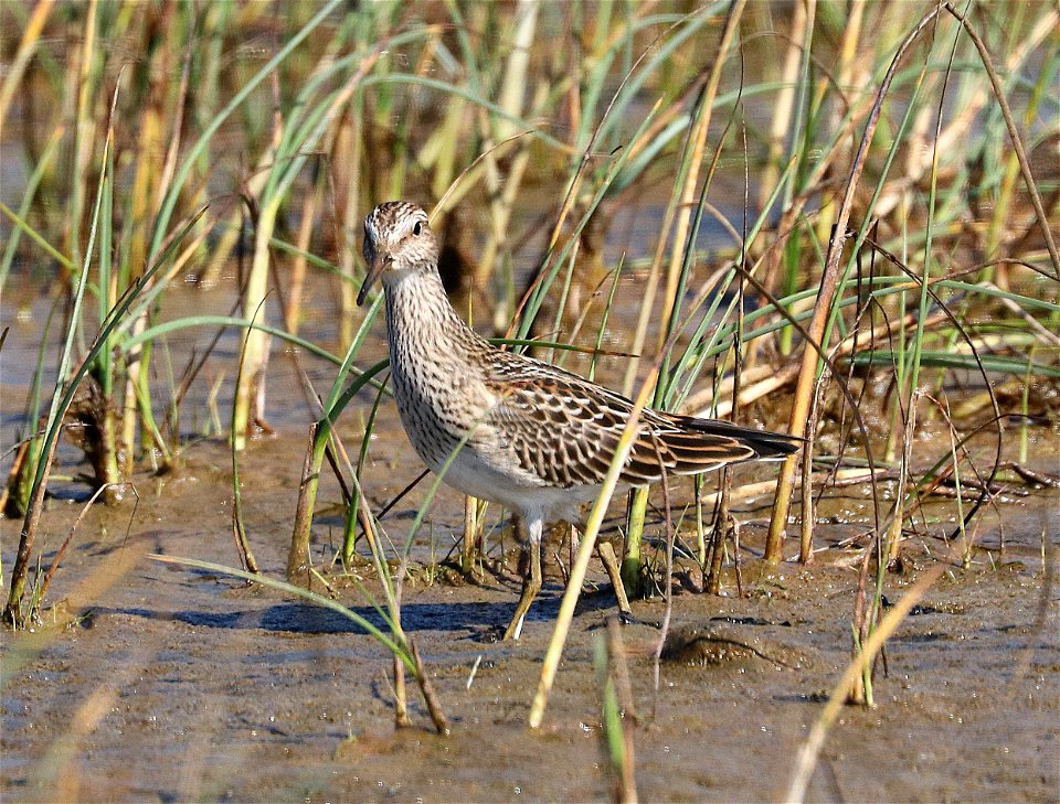 320 - PECTORAL SANDPIPER (9-11-2021) lake tolowa, del norte co, ca -02 adult - Copy