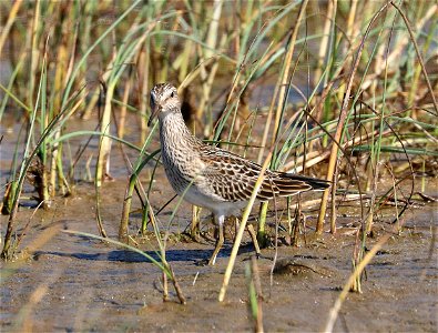 320 - PECTORAL SANDPIPER (9-11-2021) lake tolowa, del norte co, ca -02 adult - Copy
