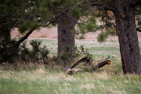 Swainson's hunting