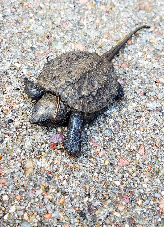 Young Snapping Turtle Lake Andes Wetland Management District South Dakota