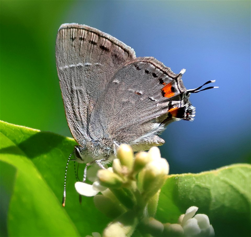 HAIRSTREAK, GRAY (Strymon melinus) (01-04-2023) national buttrtfly center, palmview, hidalgo co, tx -01