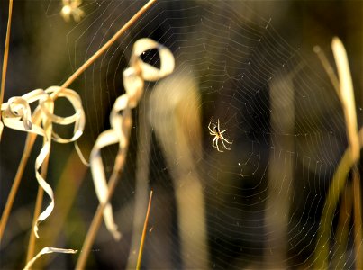 Spider building web at Seedskadee National Wildlife Refuge photo