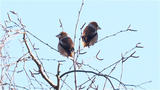 Dieses Pärchen Kernbeißer ist auch keins (sondern zweimal derselbe Vogel)