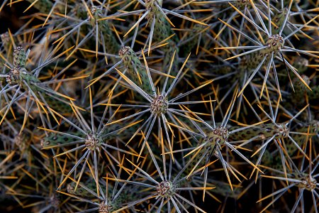 Cholla spines photo