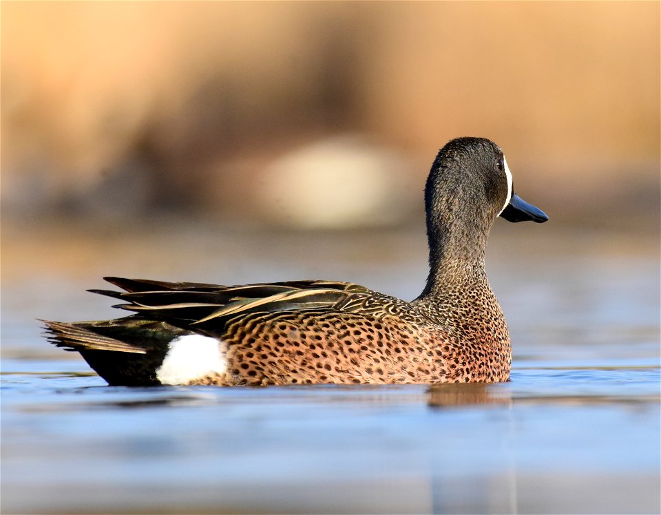 Blue-winged teal at Seedskadee National Wildlife Refuge