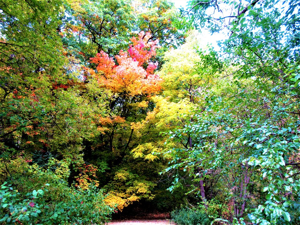 fall colours 6