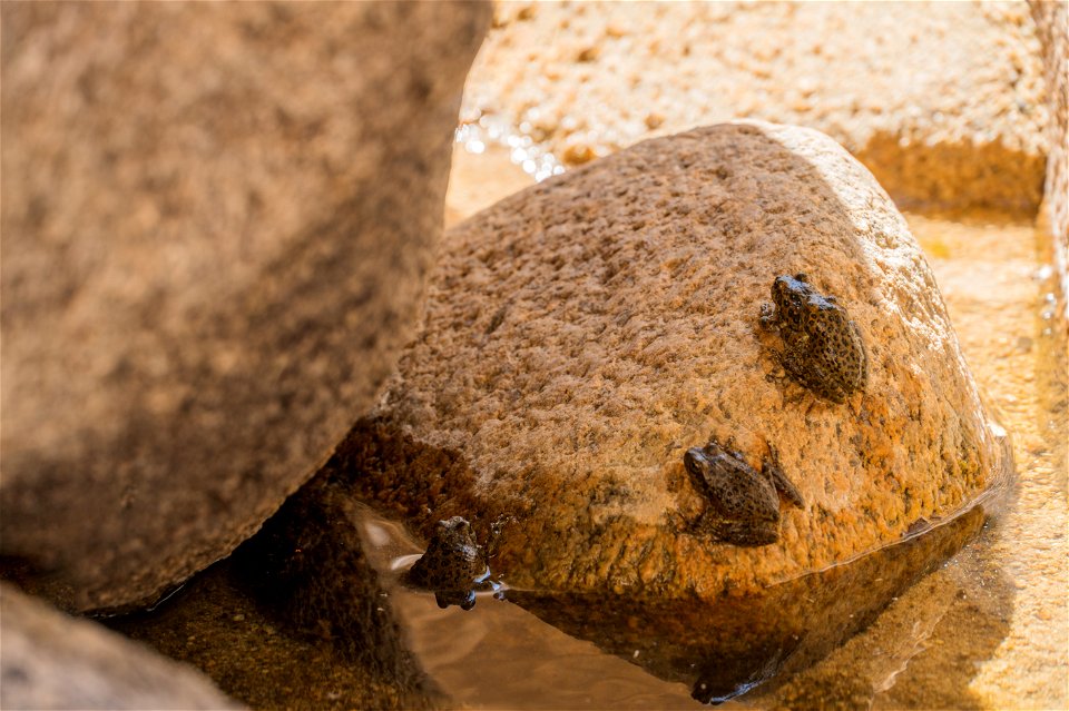 California tree frog (Pseudacris cadaverina)