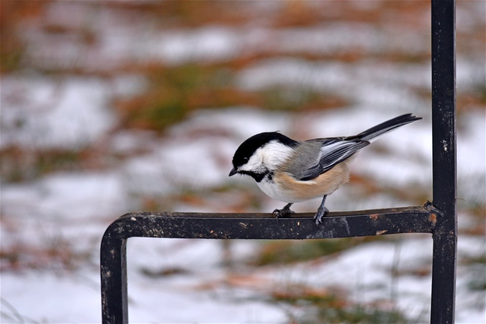 Black-capped chickadee