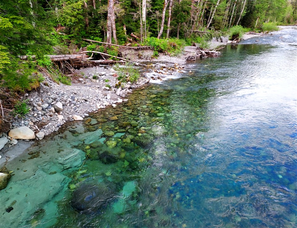 Stillaguamish River near Big Four Trail, Mt. Baker-Snoqualmie National Forest.  Photo by Anne Vassar June 9, 2021.