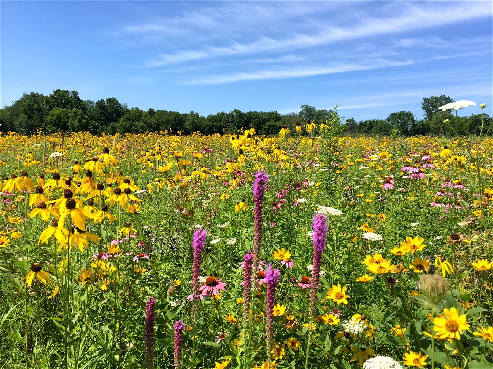 Restored prairie in Ohio