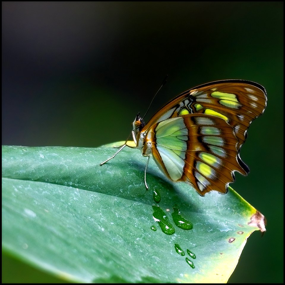 Siproeta stelenes photo