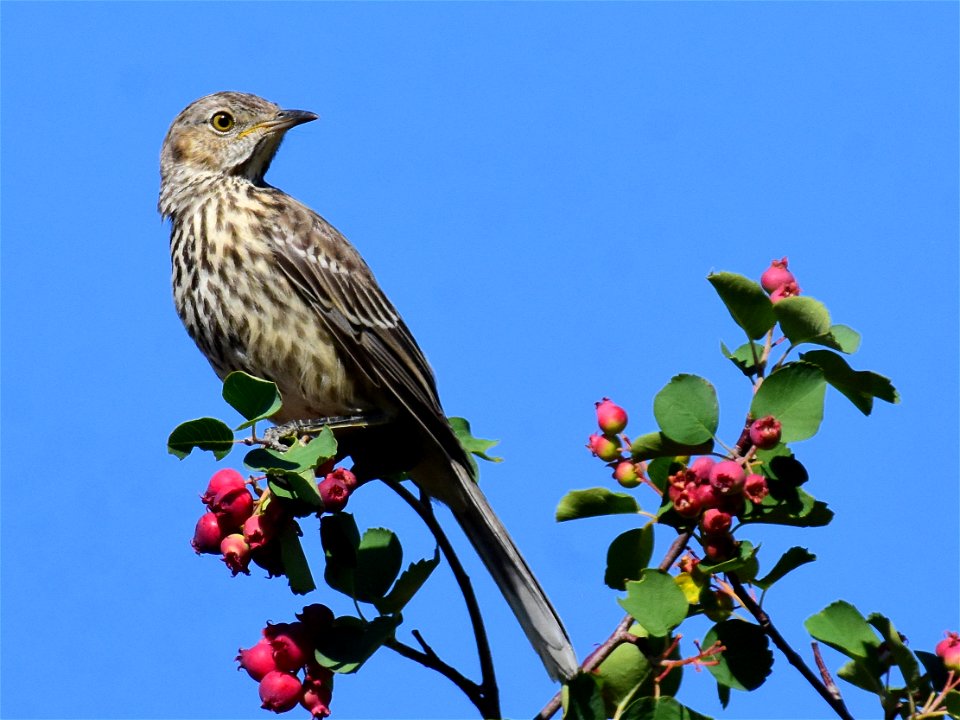 Sage thrasher at Seedskadee National Wildlife Refuge
