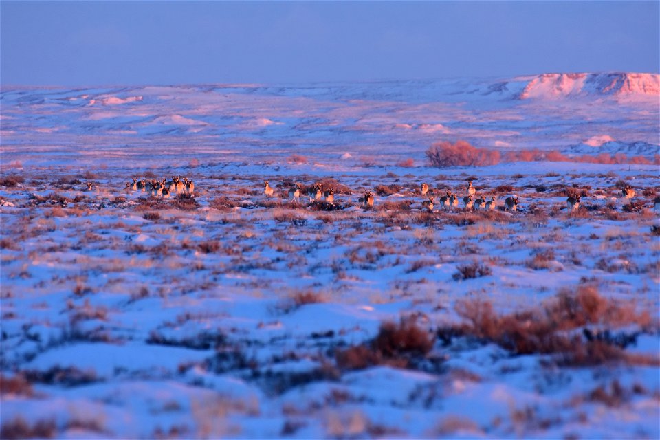 Pronghorn on Seedskadee National Wildlife Refuge