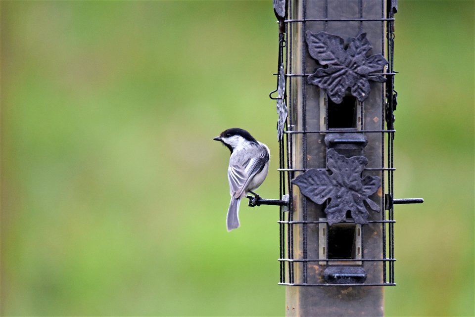 Black-capped chickadee photo