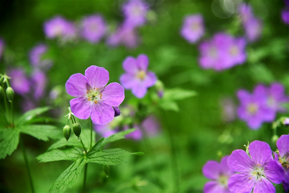 Wild geranium