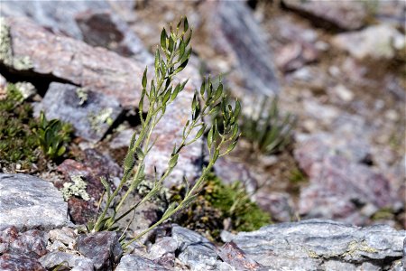 Draba heilii photo