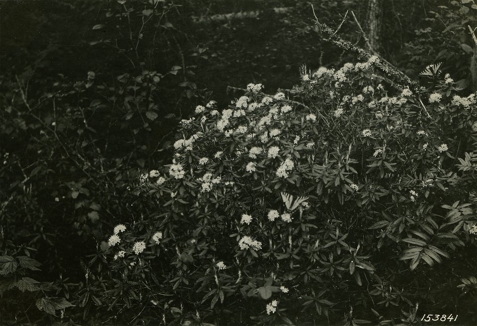 Butterflies on swamp bush