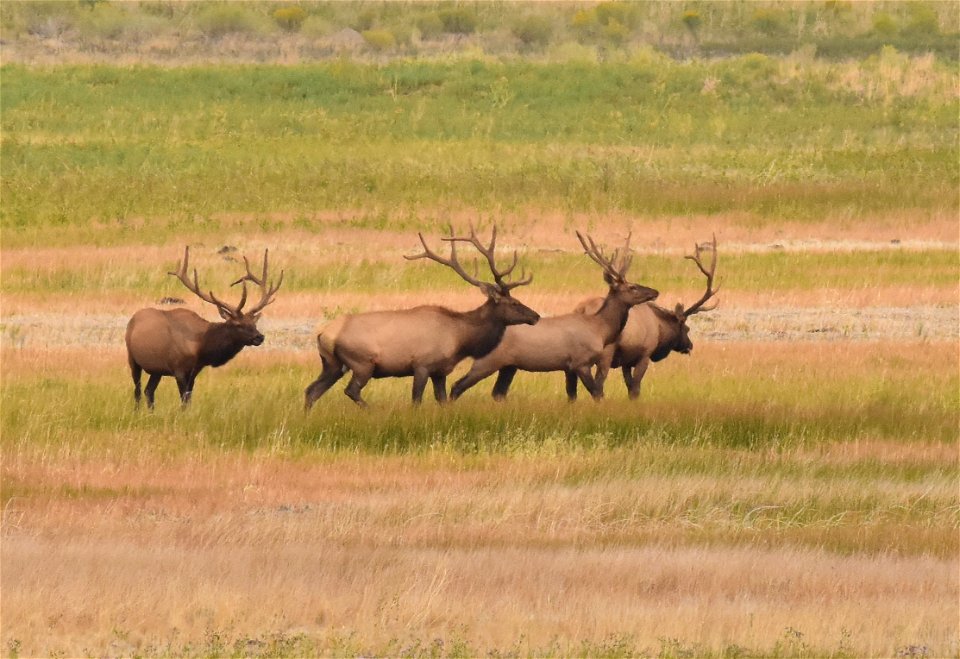 Elk at Seedskadee National Wildlife Refuge