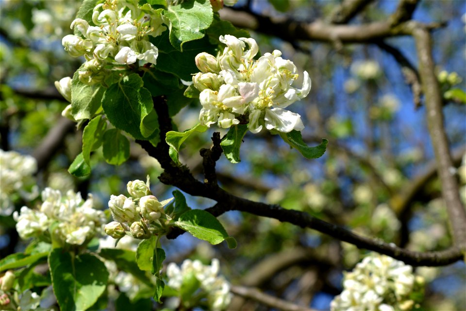 Spring ,April 2023