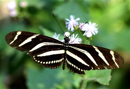 HELICONIAN, ZEBRA (Heliconius charithonia) (01-06-2022) the butterfly center, mission, hidalgo co, tx -01