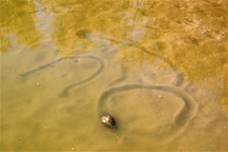 Mussel trails in the mud photo