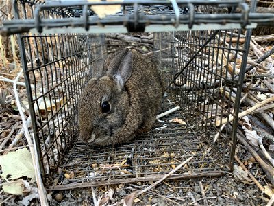 Riparian brush rabbit