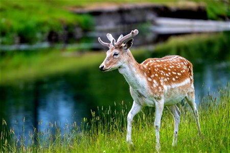 Day 1 of Holiday- A Deer photo