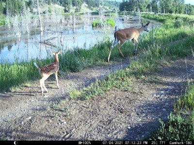 White-tailed Deer