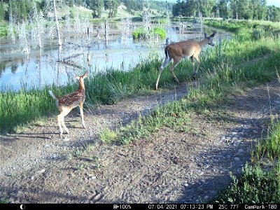 White-tailed Deer photo