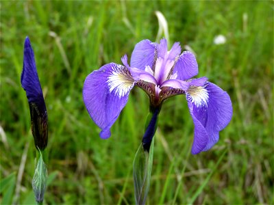 Wild Iris_7-6-10 photo