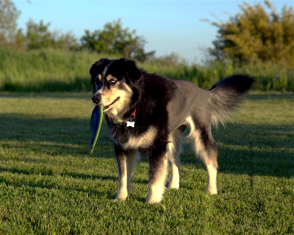A Very Good Dog