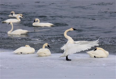 Trumpeter swan at Seedskadee National Wildlife Refuge