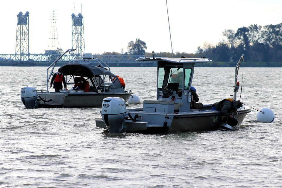 Delta smelt experimental release