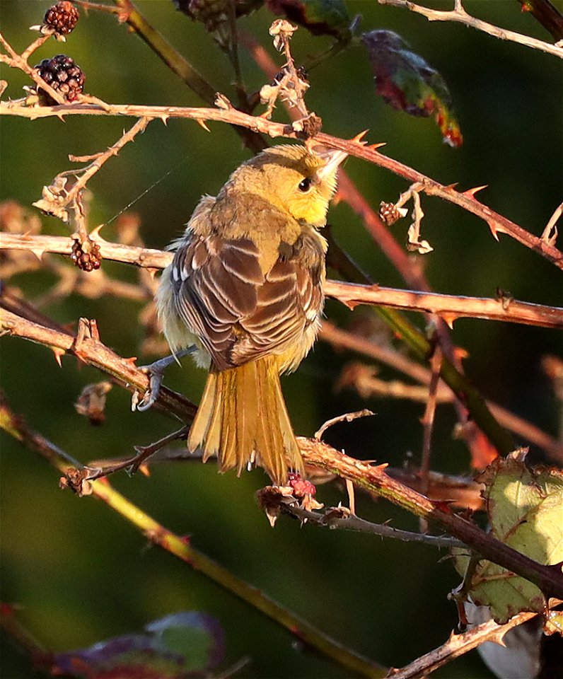 ORCHARD ORIOLE (10-15-2021) imm female, south edge (B Street & bike path) of waste tx plant, crescent city, del norte co, ca  (4)