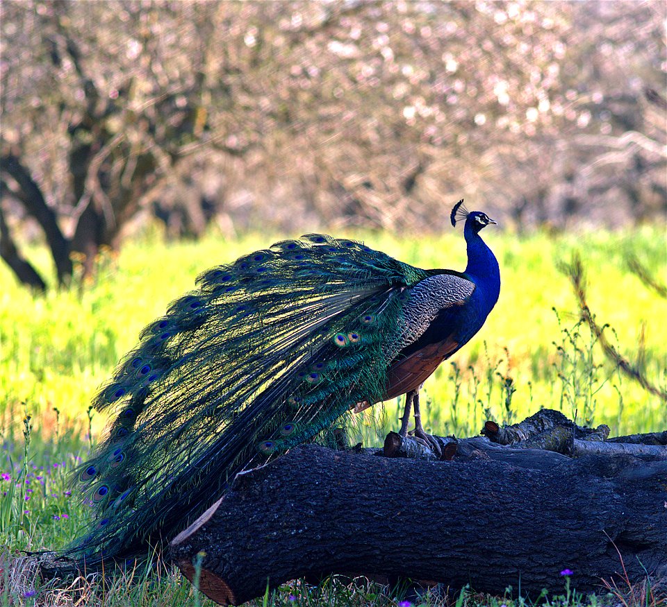 Preening on a log