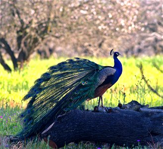 Preening on a log