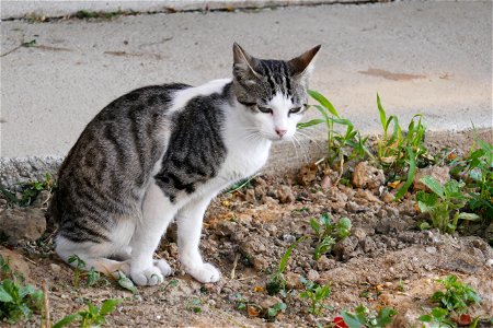 independent-cats_2017_0624_080940(1)