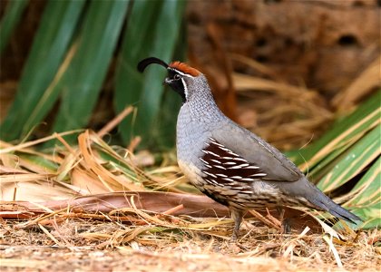 Gambel's quail at Oasis of Mara photo