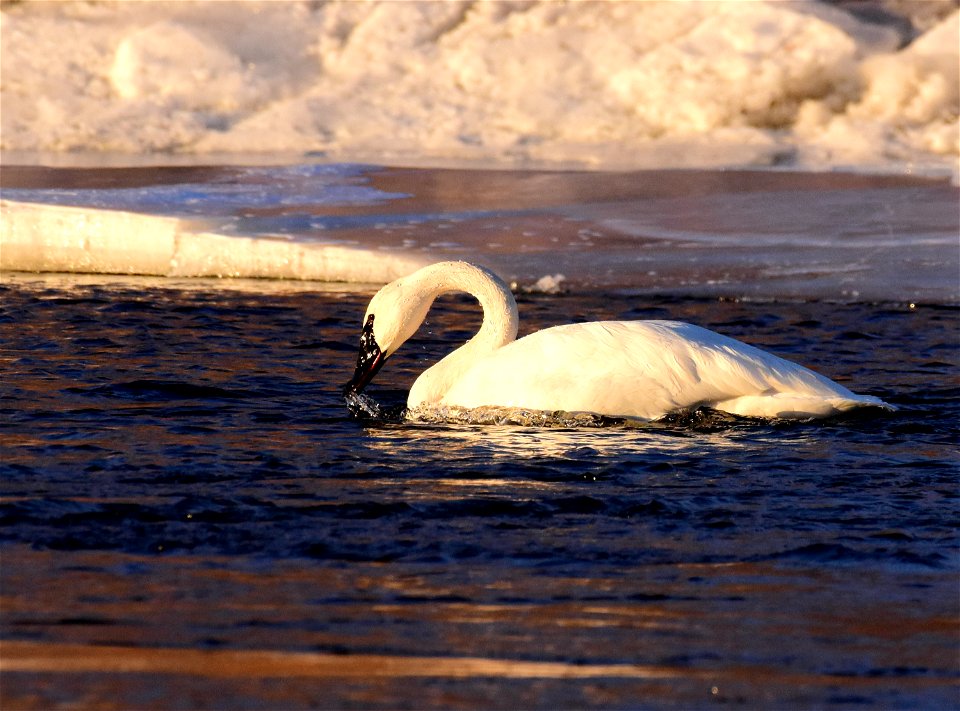 Trumpeter swans at Seedskadee National Wildlife Refuge