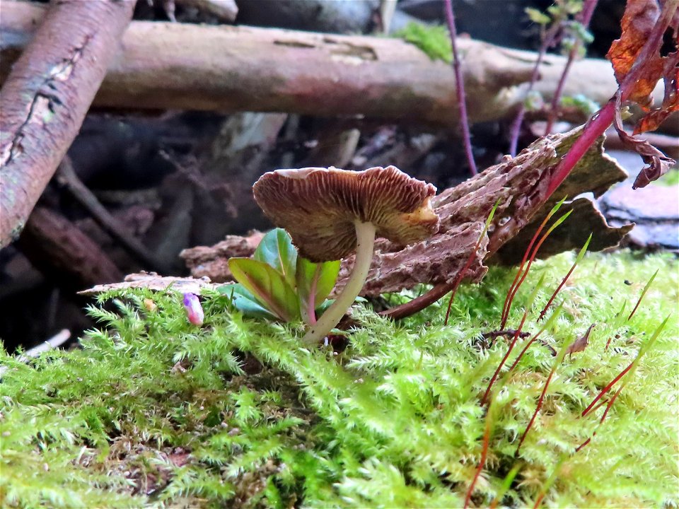 Life on Dead Wood.