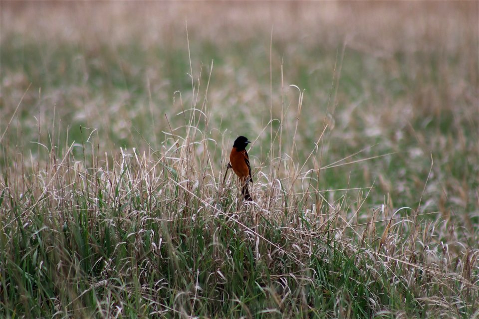 Orchard Oriole Broken Arrow WPA Lake Andes Wetland Management District South Dakota