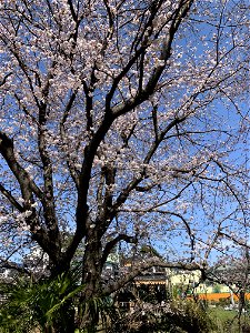 Kurome River photo