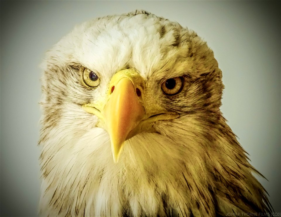 Tweet!