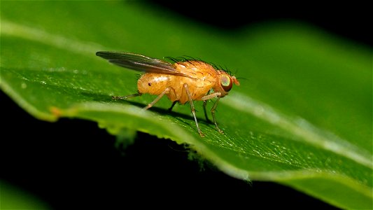 Sapromyza sp. (Faulfliegenart, Fam. Lauxaniidae)
