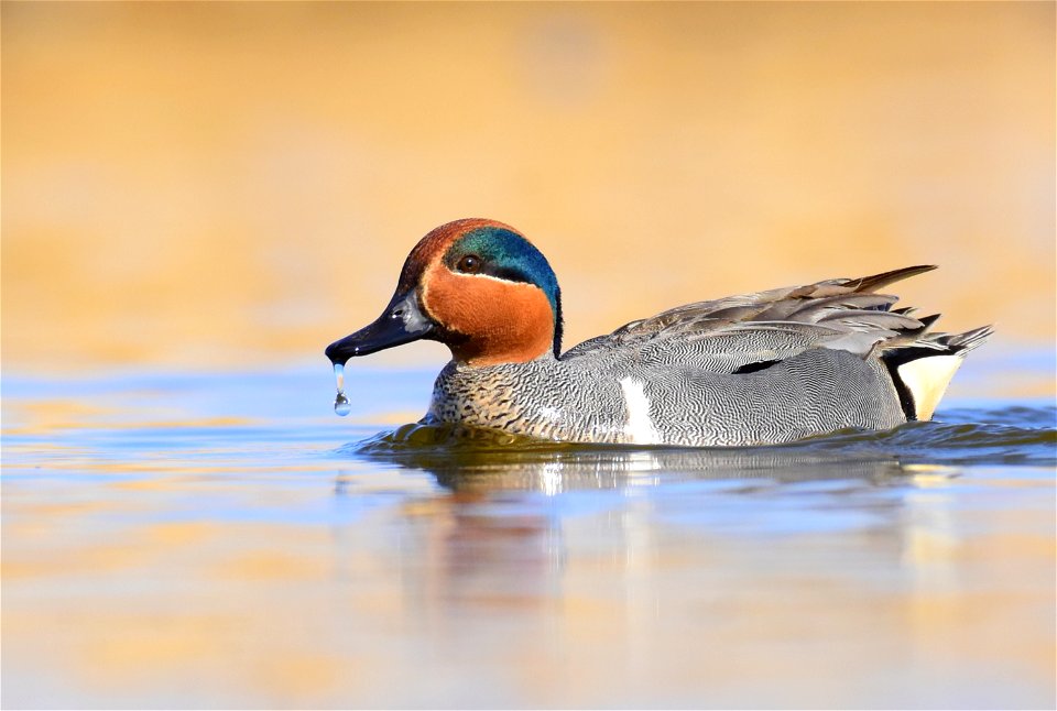 Green-winged teal at Seedskadee National Wildlife Refuge