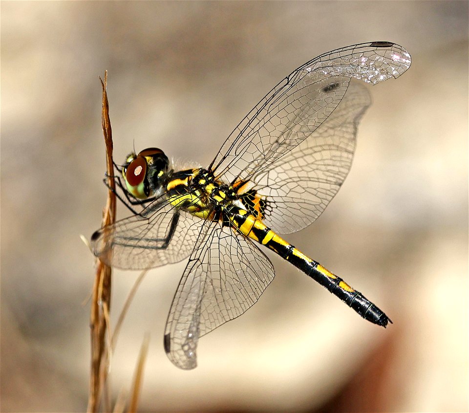 PENNANT, ORNATE (Celithemis ornata)) (05-12-2023) sandhills gamelands, moore co, nc -05 female or imm male