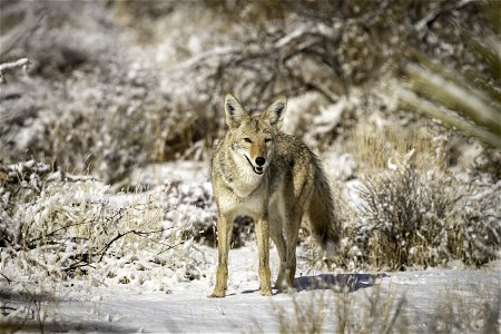 Coyote (Canis latrans) in the snow near Quail Springs photo