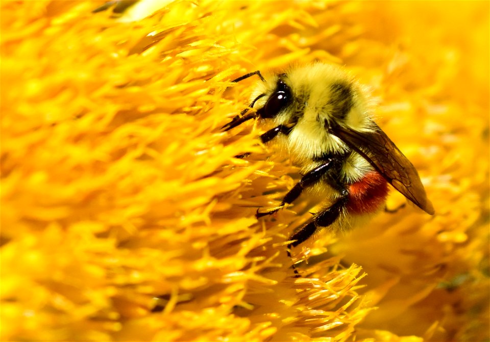 Hunt's bumblebee at Seedskadee National Wildlife Refuge