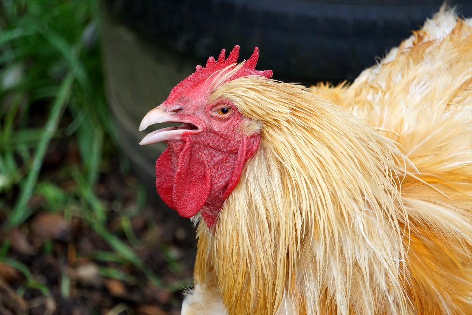 Singing Chicken