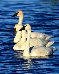 Trumpeter swan at Seedskadee National Wildlife Refuge